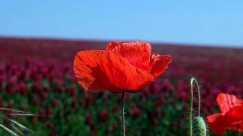 poppy  papaver rho  flower