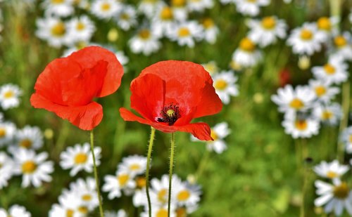 poppy  poppy flower  mohngewaechs