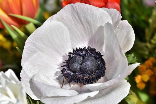 poppy  poppy flower  mohngewaechs