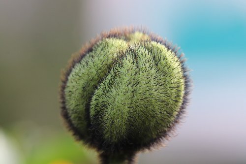 poppy  flower bud  hatching