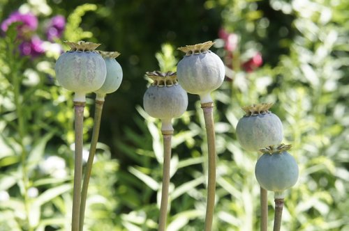 poppy  flower  garden