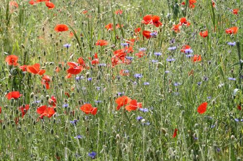 poppy flower meadow flowers