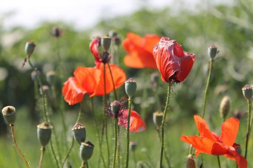 poppy flower nature