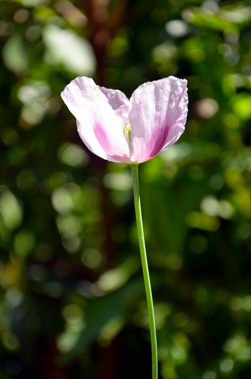 poppy  opium  drug