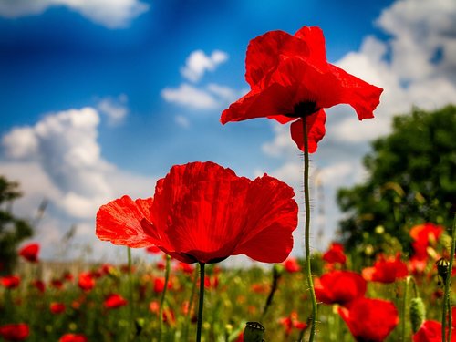 poppy  nature  landscape