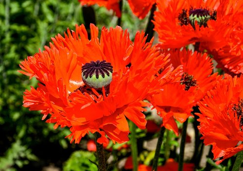 poppy  turkish  poppy flower