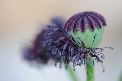 poppy  seedpod  flowering