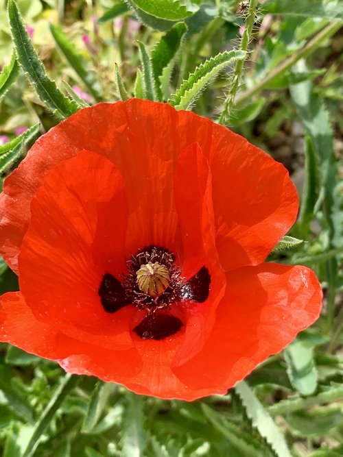 poppy  red  flower