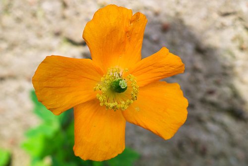 poppy  orange  blossom