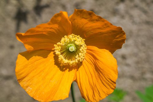 poppy  orange  blossom