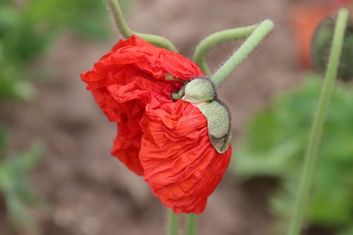 poppy  flowers  botany