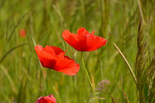 poppy  red  flower