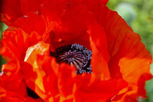 poppy  red  spring