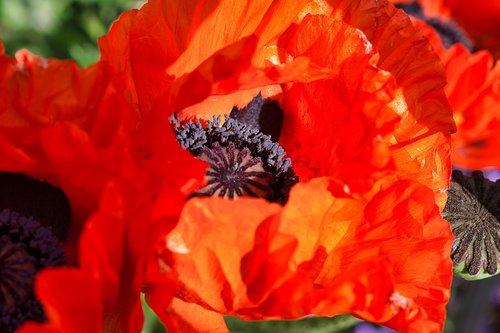 poppy  red  spring