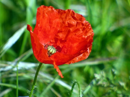 poppy  red  flower