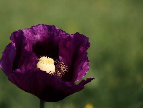 poppy  purple  violet