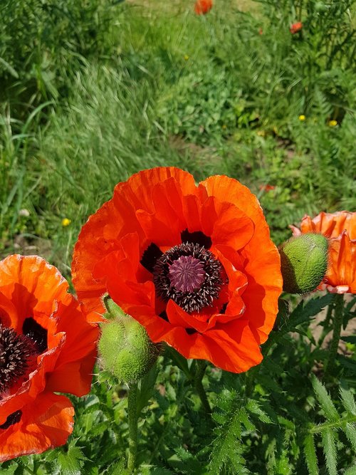 poppy  plant  flower