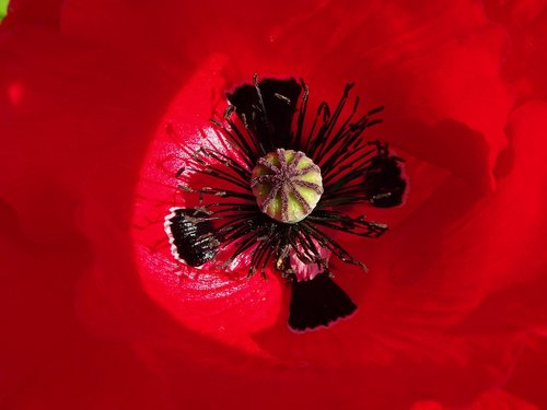 poppy  flower  red