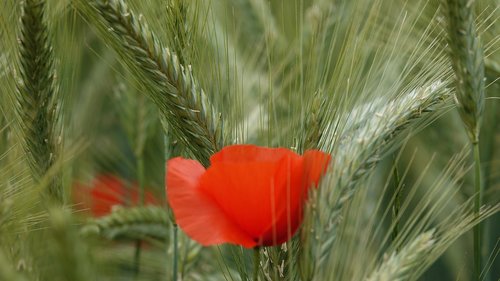 poppy  wheat  field