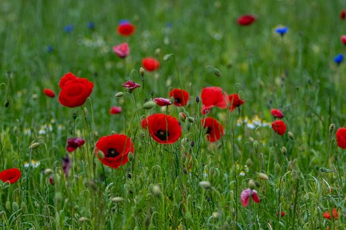 poppy  flower meadow  nature