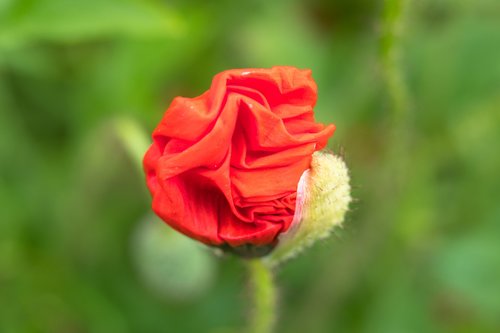 poppy  klatschmohn  unfold