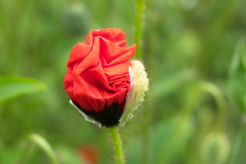 poppy  klatschmohn  unfold