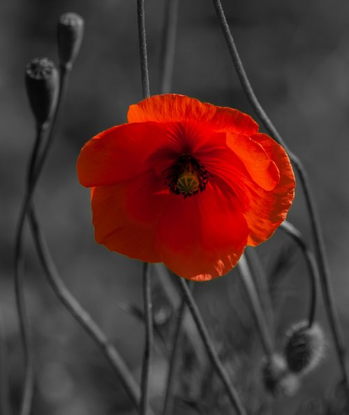 poppy  red  red poppy