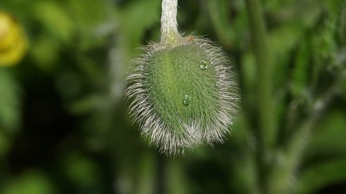poppy  bud  flower