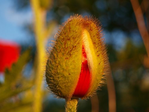 poppy  poppy flower  red