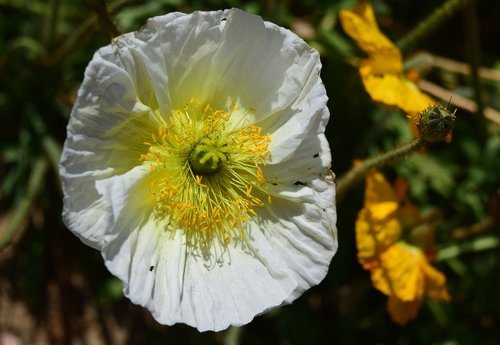 poppy  flower  flora