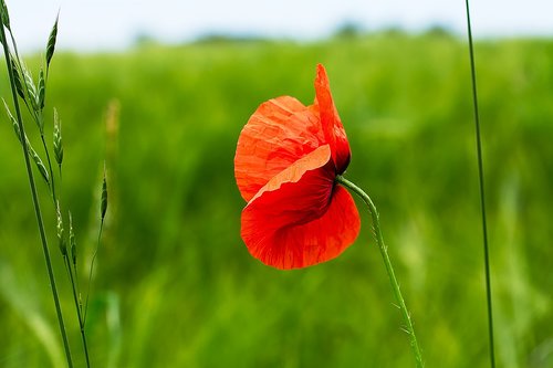 poppy  blossom  bloom