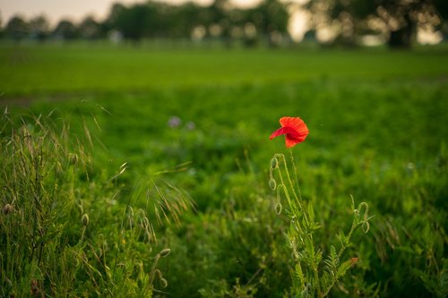 poppy  evening  meadow