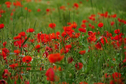 poppy  red  flower