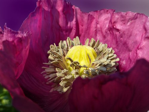 poppy  opium poppy  blossom