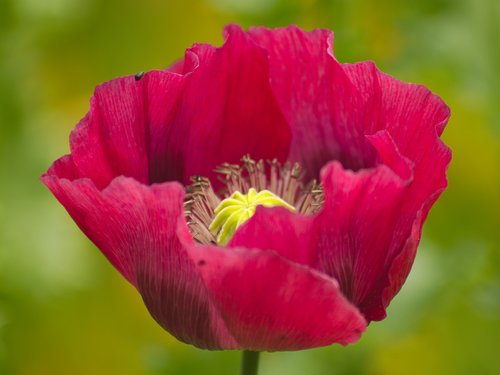 poppy  flower  red