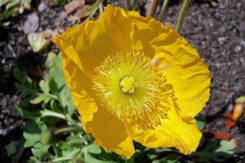 poppy yellow flower