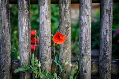 poppy  klatschmohn  field of poppies