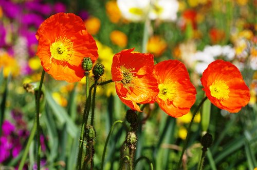 poppy  red  nature