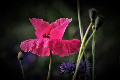 poppy  flowers  red