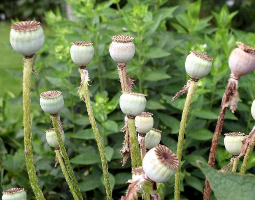 poppy poppy-capsules plant