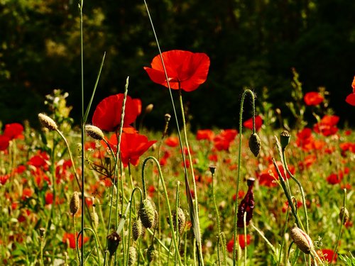 poppy  divý  flower