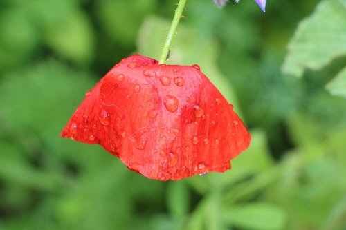 poppy  klatschmohn  flower