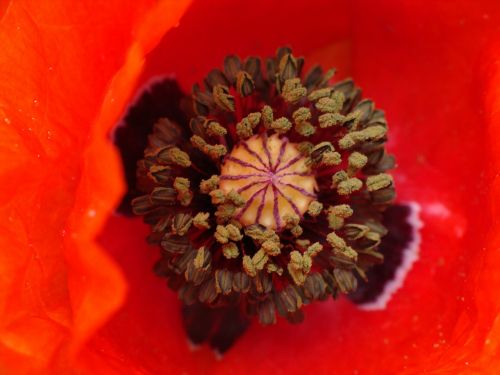 poppy flower nature