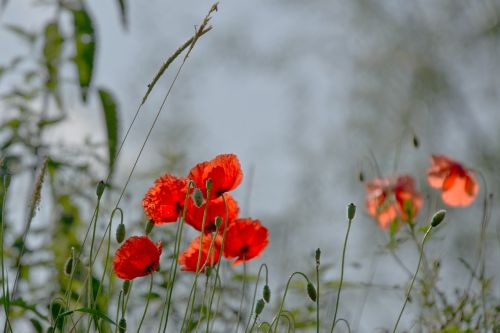 poppy poppies field