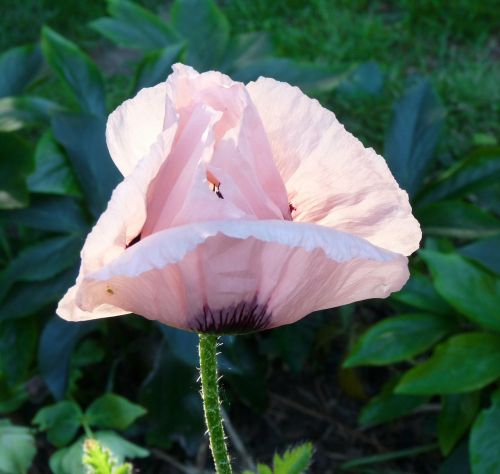 poppy pink klatschmohn