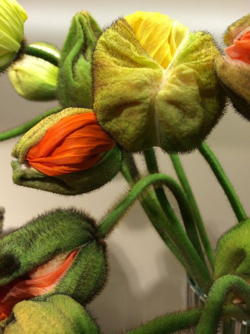 poppy klatschmohn flowers