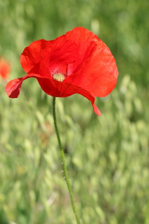 poppy flower wildflower