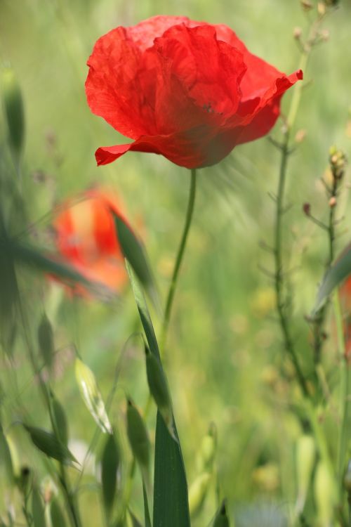 poppy flower wildflower