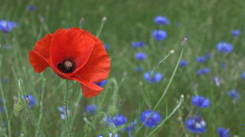 poppy nature petal