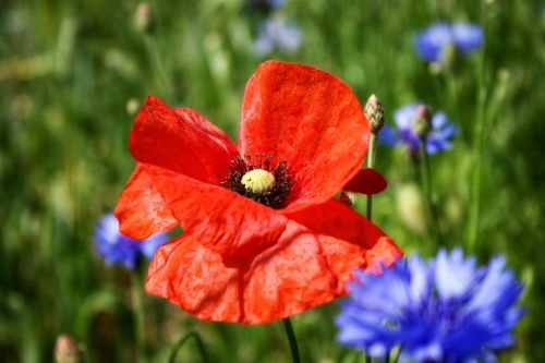 poppy color blossom